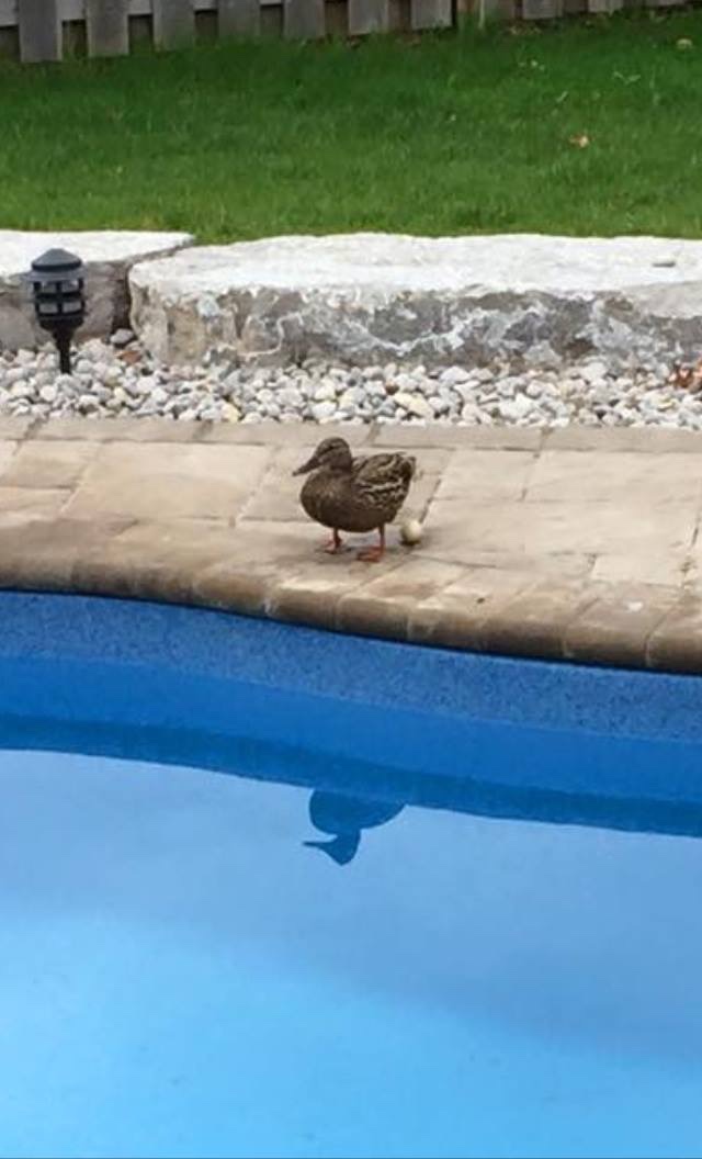 A duck laid an egg near a swimming pool